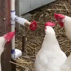 chickens drinking from a red valve