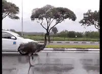 Emu walks past car in rain