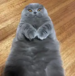 gray cat lying on back paws crossed