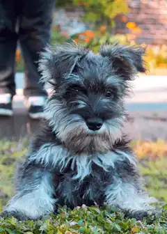 Fluffy Schnauzer Puppy Sitting in Grass